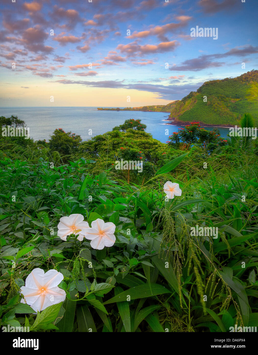 USA, United States, America, Hawaii, Maui, Pacific, Ocean, Flower, Bloom, Sunset, Bay, Inlet Stock Photo