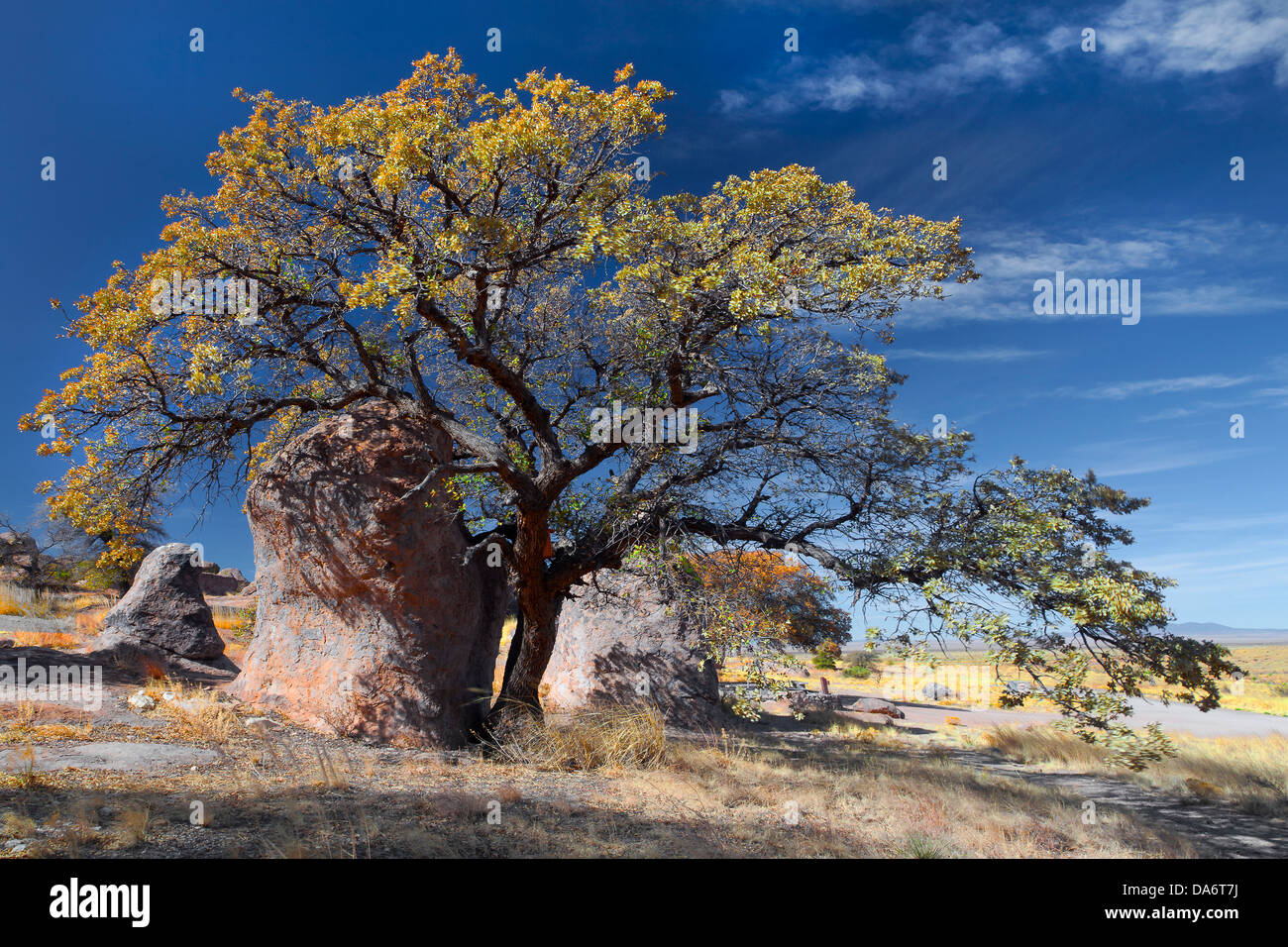 USA, United States, America, New Mexico, Deming, Southwest, American, City of Rocks, tree, large rocks, rocks, boulders, rolly g Stock Photo