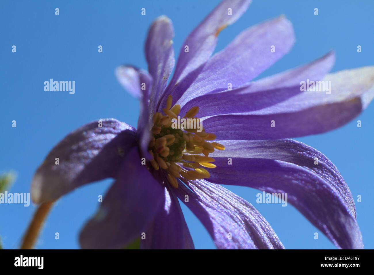 Close-up macro image of the centre of a purple Anemone flower Stock Photo
