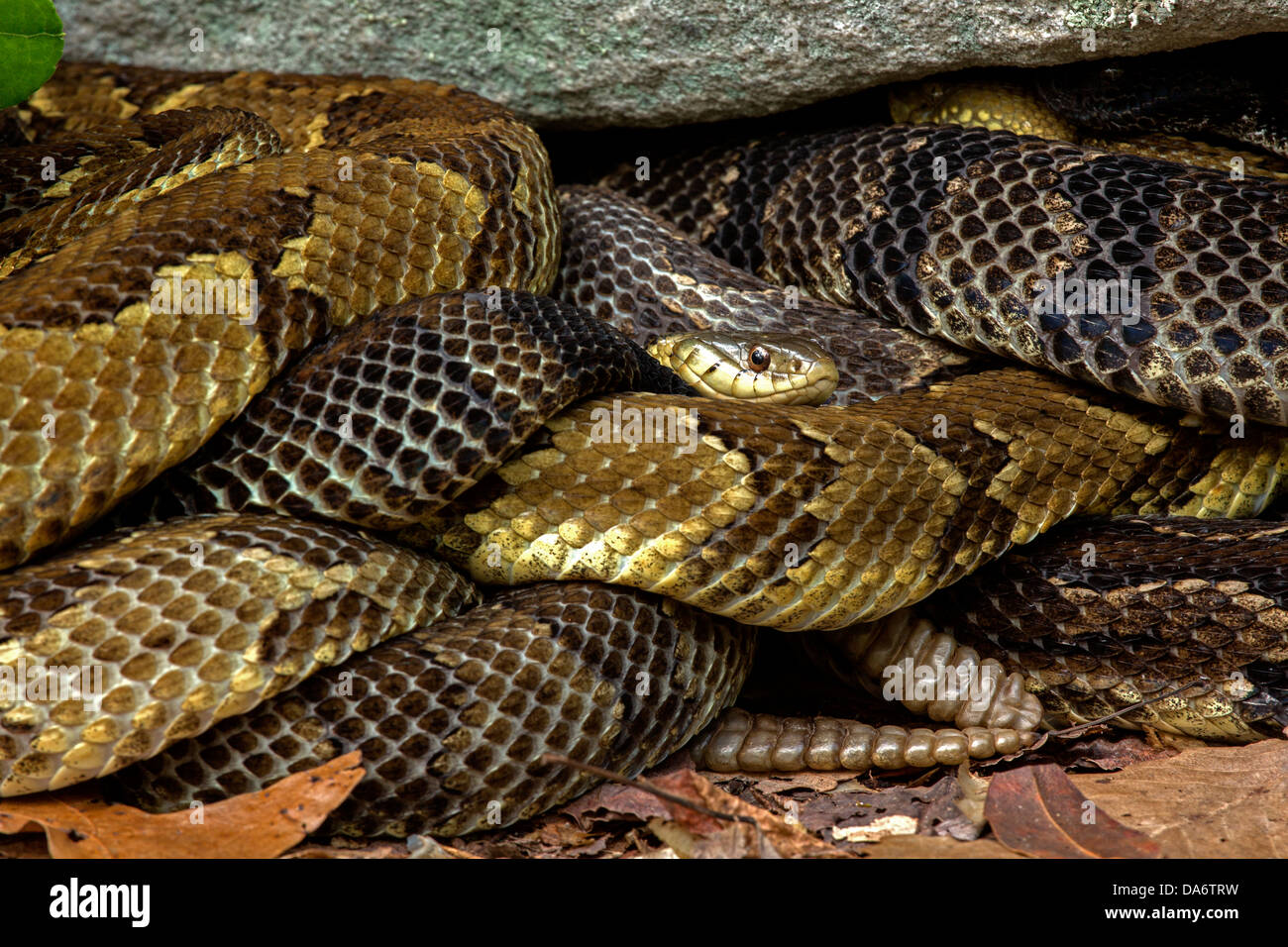 Timber rattlesnakes, Crotalus horridus, Pennsylvania,gravid females basking, common garter snake Thamnophis sirtalis present too Stock Photo