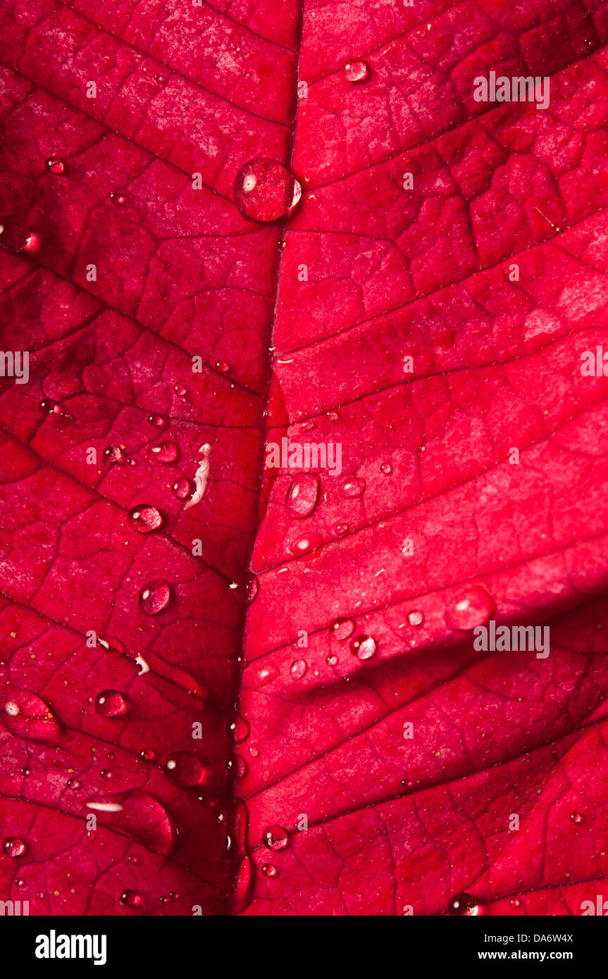 macro of a Poinsettia leaf with drops of water Stock Photo