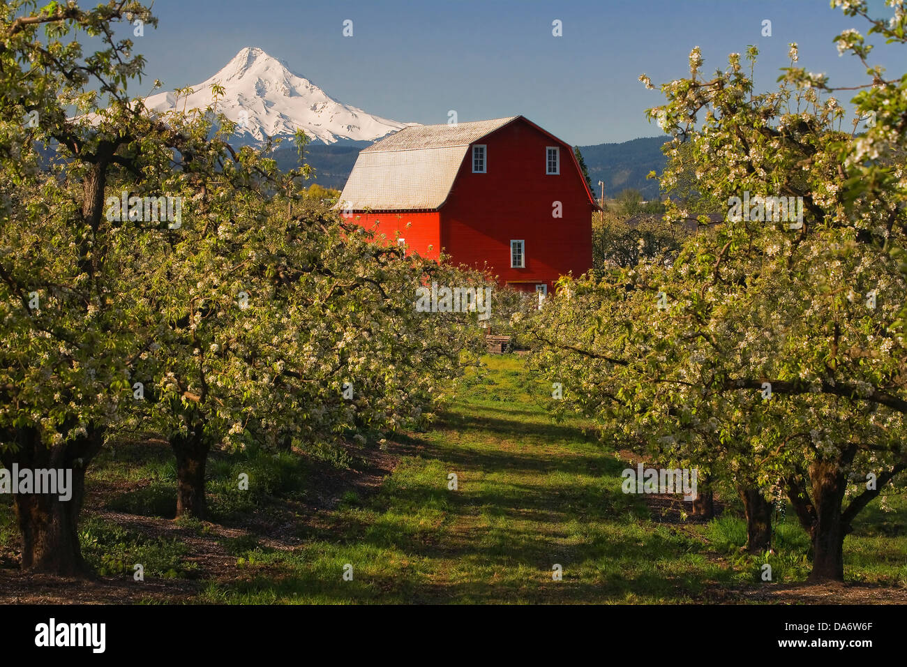 USA, United States, America, Oregon, Mount Hood, barns, farms, red, barn, orchard, agriculture Stock Photo