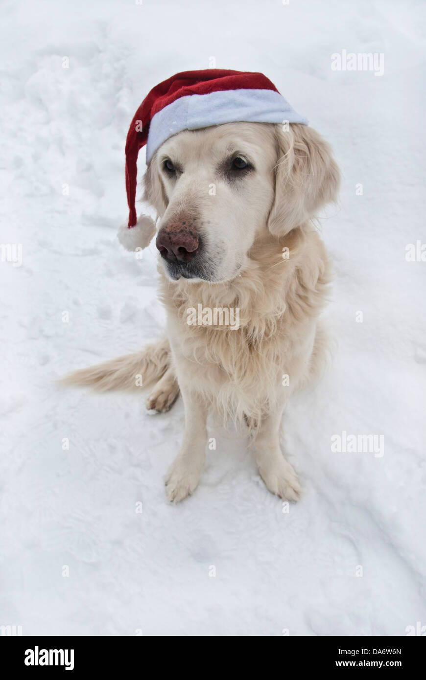Golden retriever santa hat dog hi-res stock photography and images - Alamy