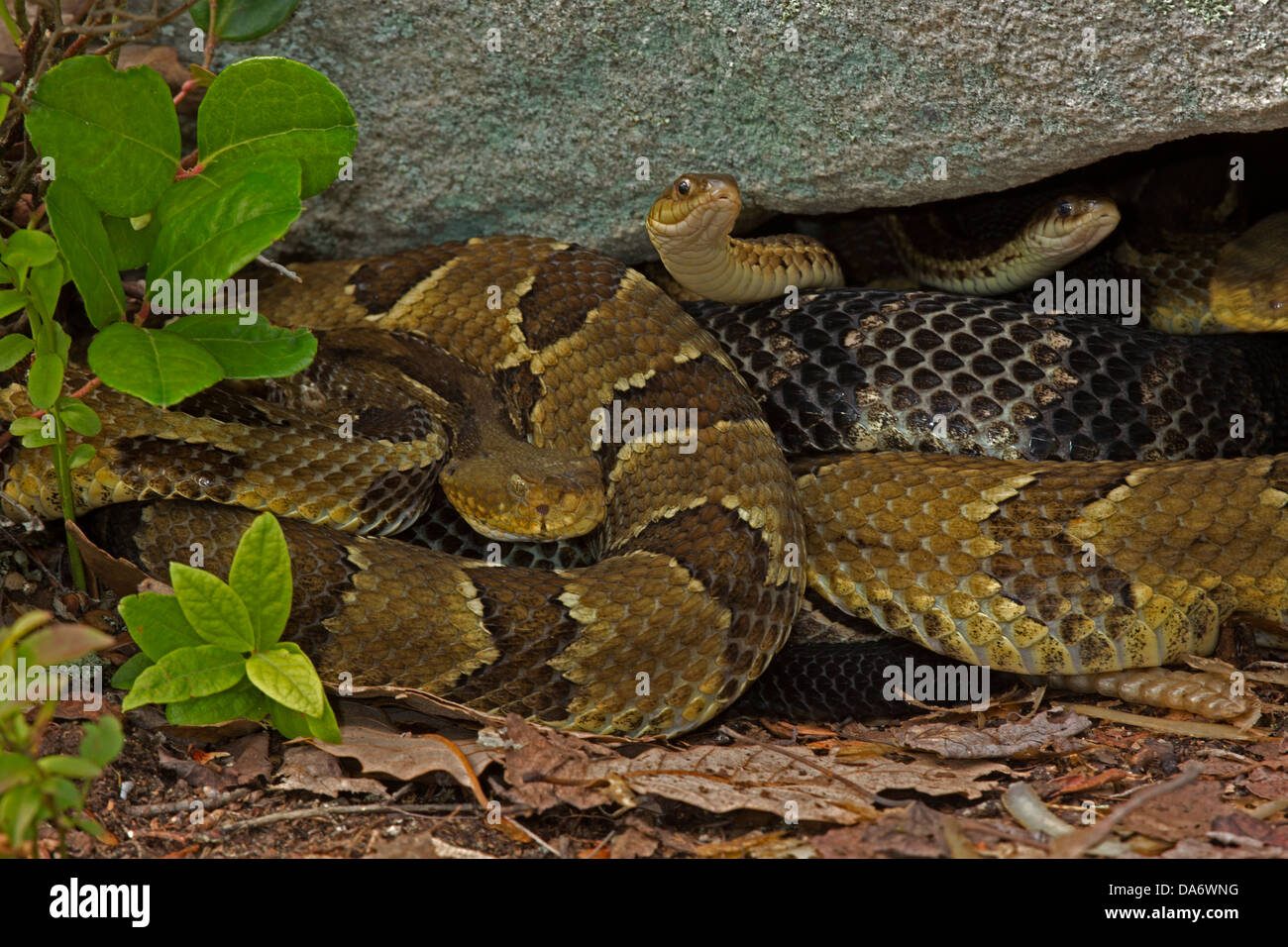 Timber rattlesnakes, Crotalus horridus, Pennsylvania,gravid females basking, common garter snake Thamnophis sirtalis present too Stock Photo