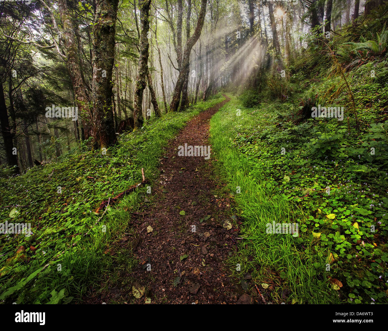 USA, United States, America, Oregon, Neskowin, Cascade Head, Preserve Area, forest, green, path, pathway, walkway, trail, Stock Photo