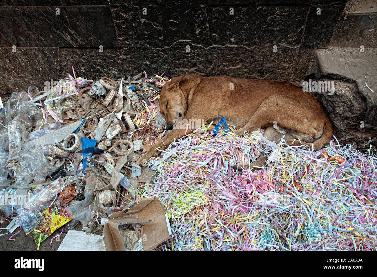 Dog sleeping on garbage. Bhuj, Kutch, Gujarat, India Stock Photo