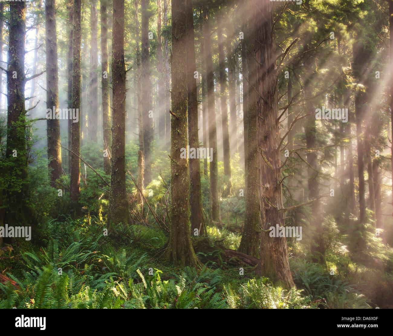 USA, United States, America, Oregon, Neskowin, Cascade, Head Preserve Area, forest, green, sunrays, Stock Photo
