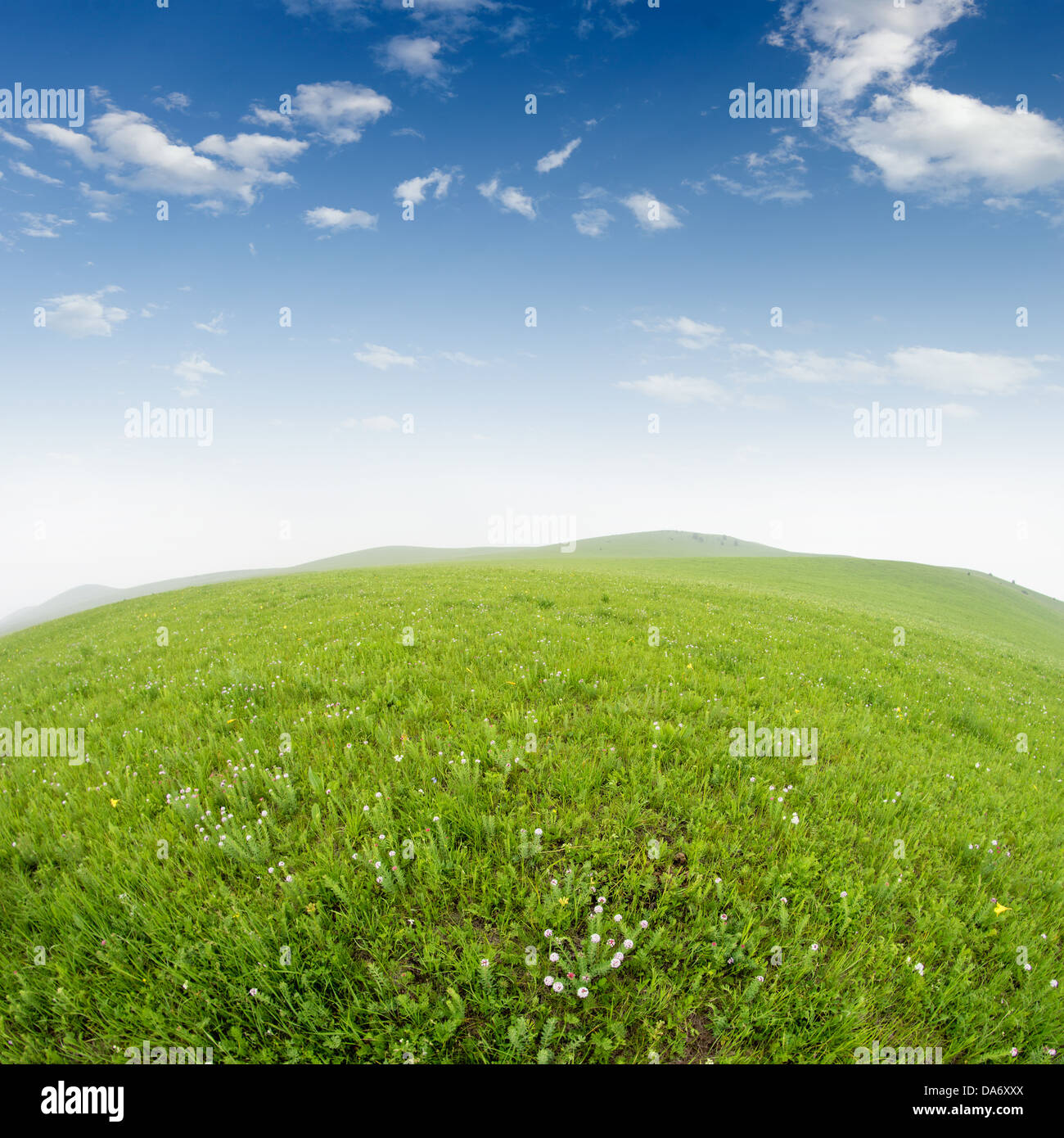 Fresh spring green grass with blue sky and wood floor background Stock Photo