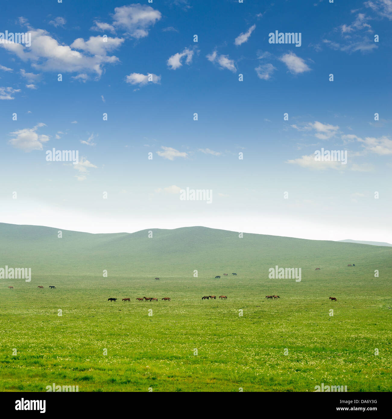 Fresh spring green grass with blue sky and wood floor background Stock ...