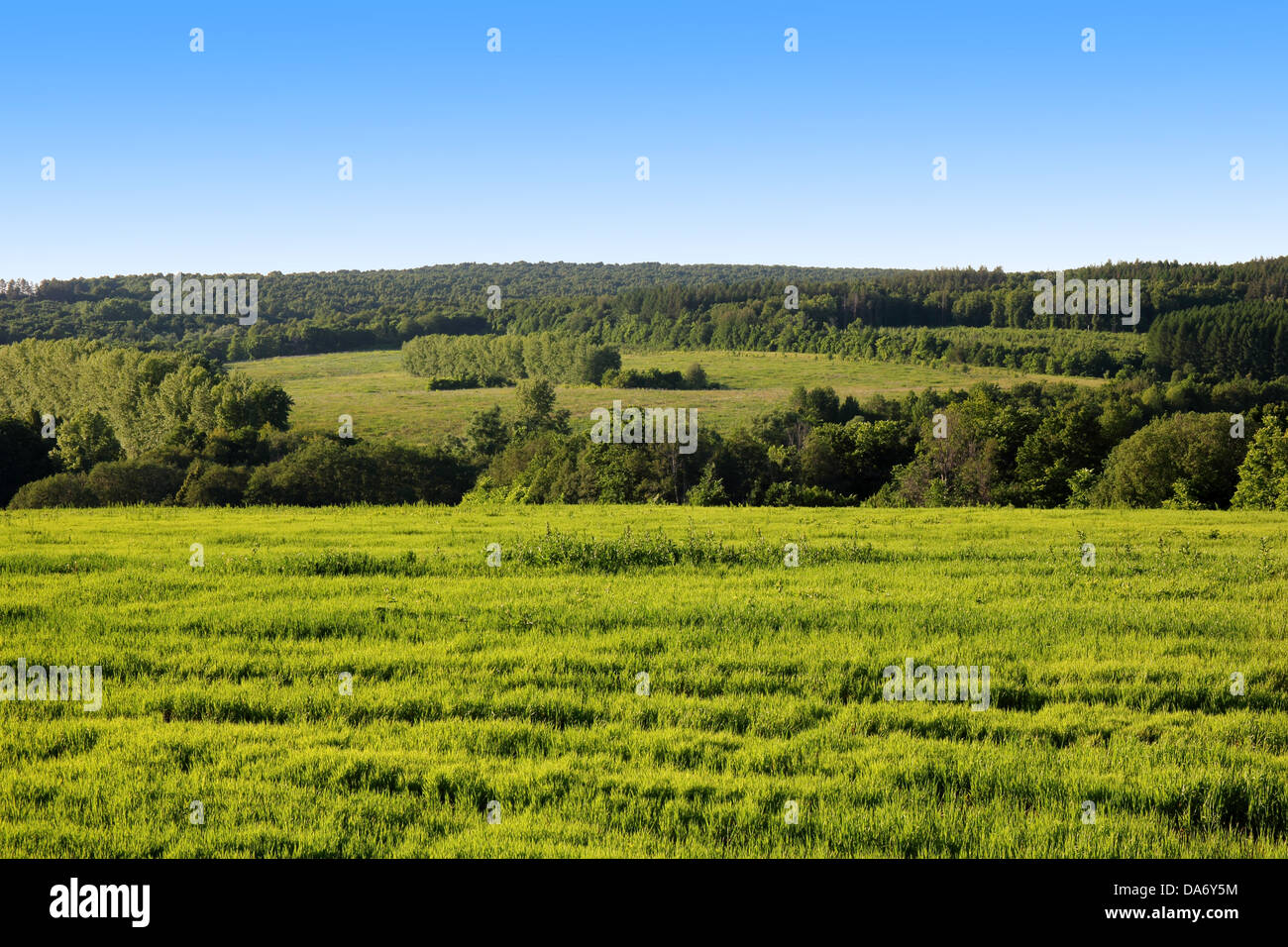 Lush green grass field forest hi-res stock photography and images - Alamy