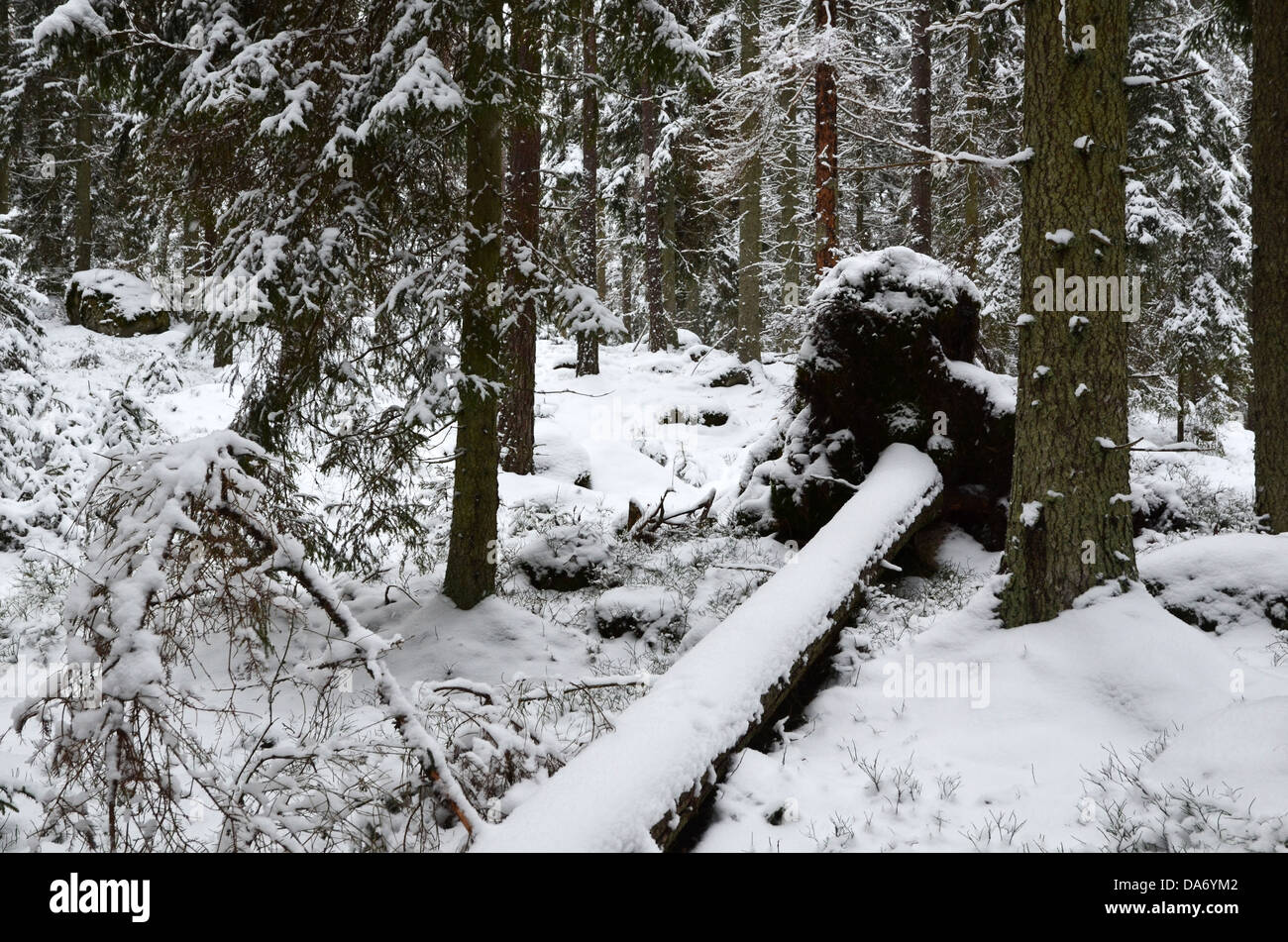 Fallern Huge uprooted fallen trees hi-res stock photography and images - Alamy