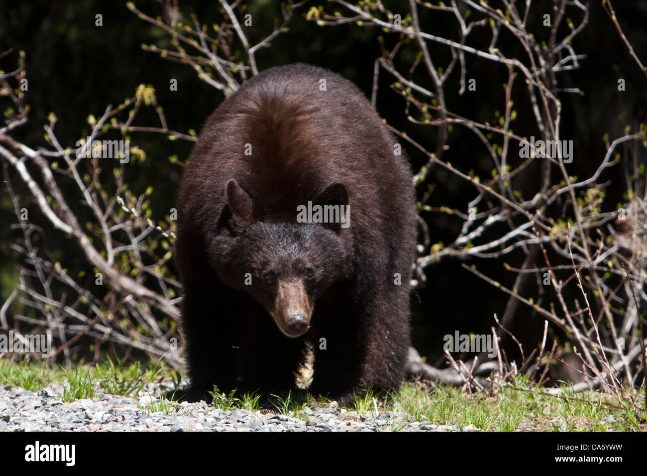 A black bear in Mount Rainier National Park, Cascade Range, Washington