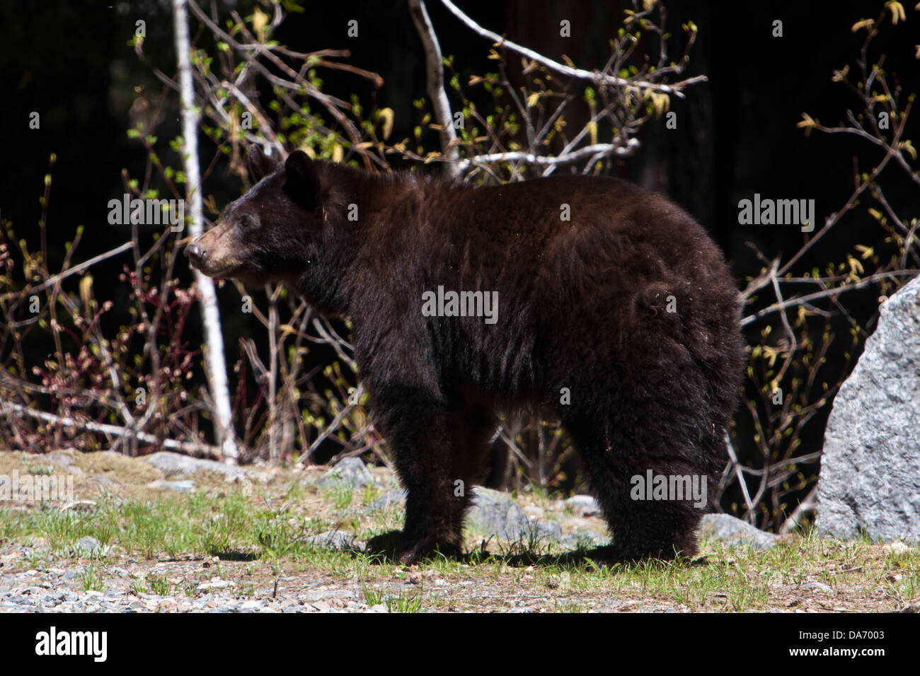 american black bear in taiga