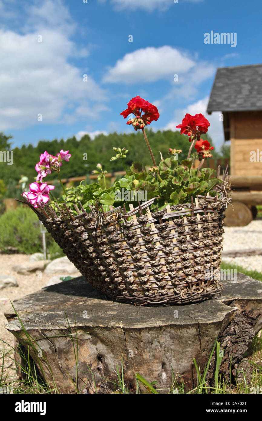 Flowers in a wicker basket on garden Stock Photo - Alamy