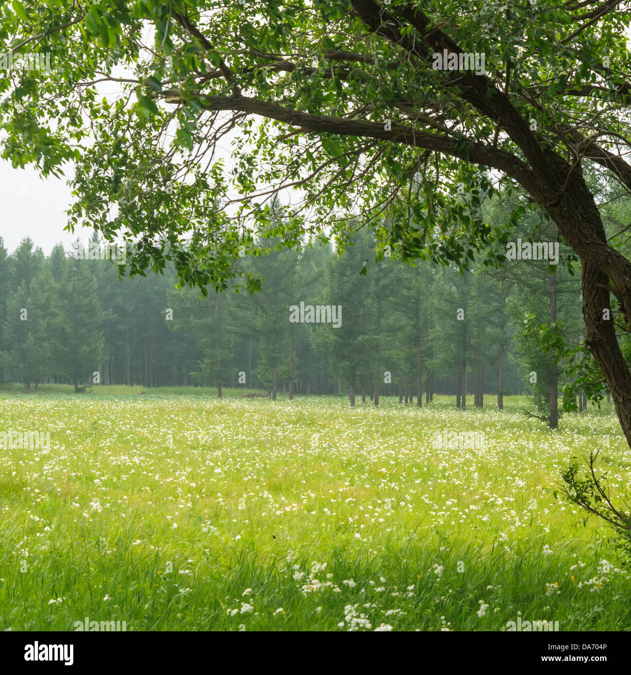 Fresh spring green grass with blue sky and wood floor background Stock Photo