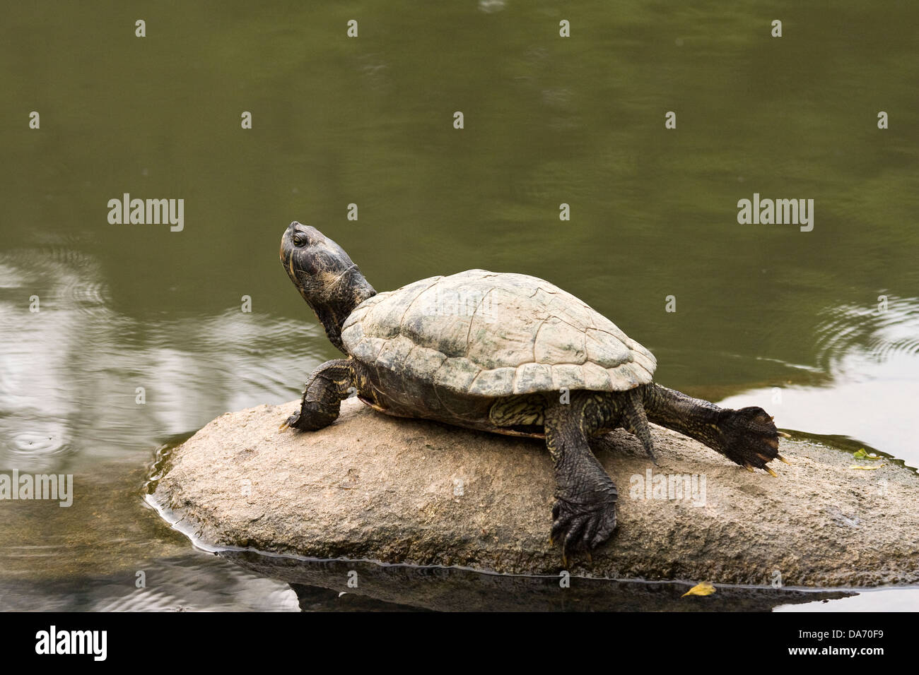 Asia,Singapore,Red-eared Turtle ,Trachemys scripta elegans, resting on concrete block Stock Photo