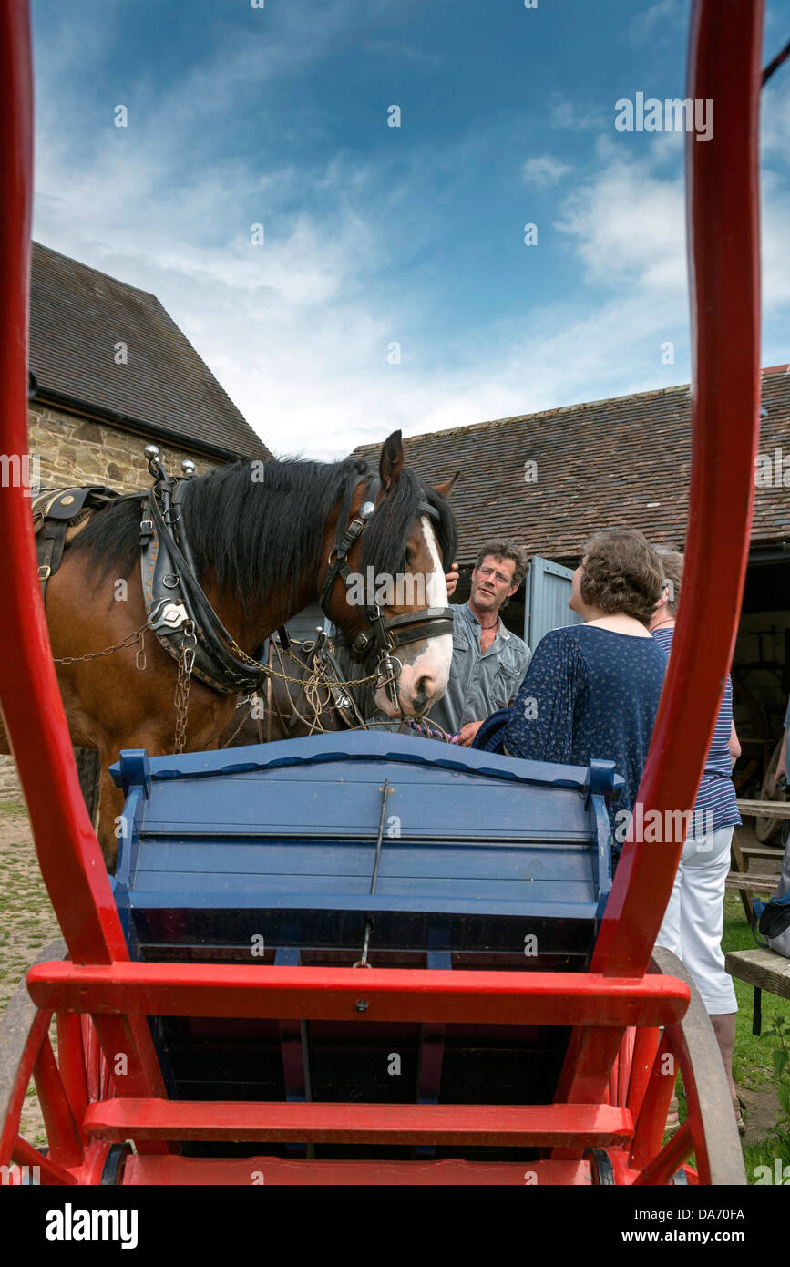 Heavy Horse at Acton Scott historic working farm, Shropshire Stock Photo