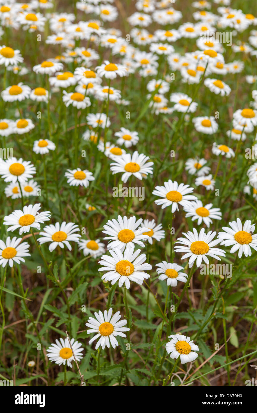 Beautiful summer flowers Stock Photo