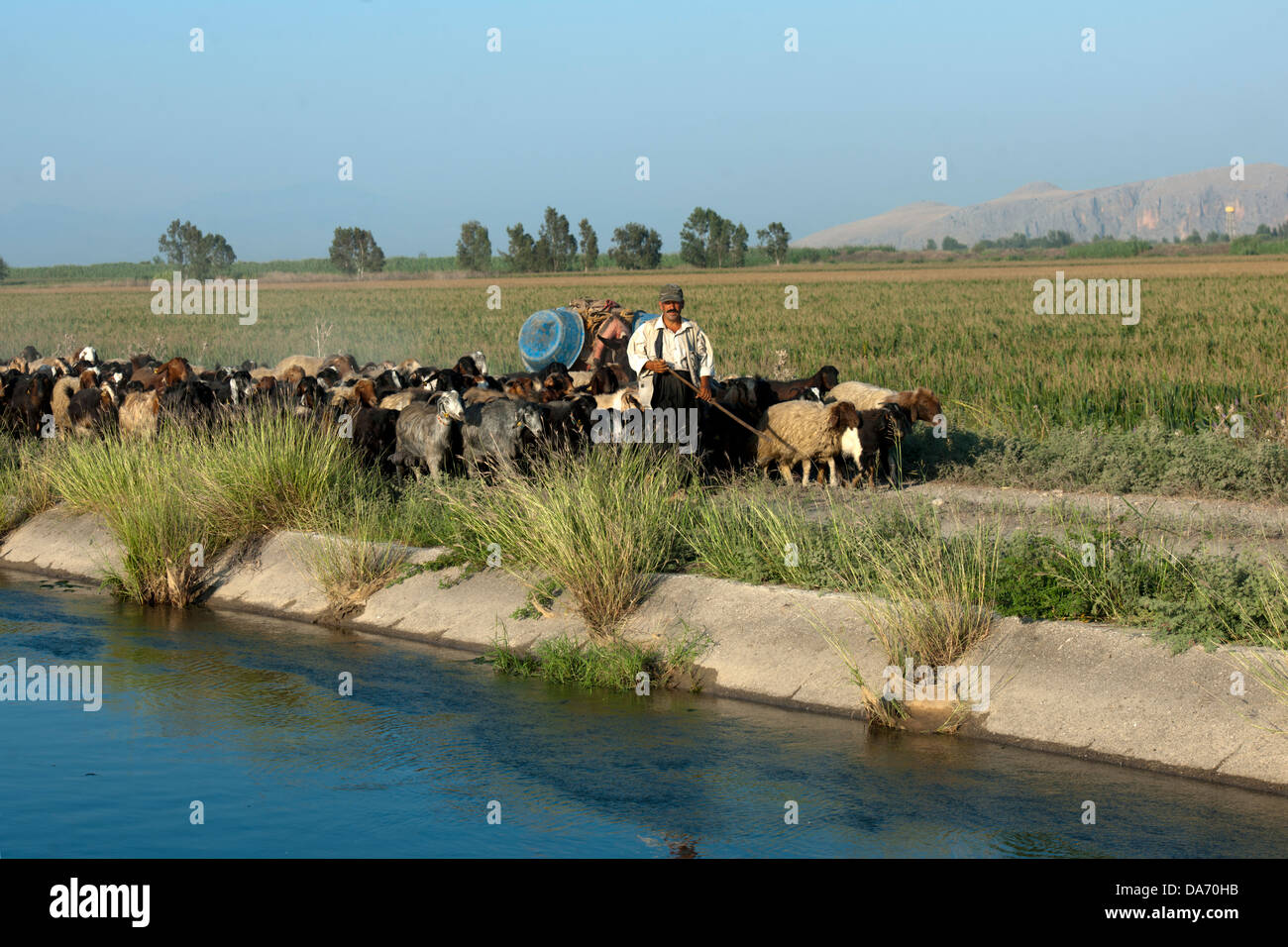 Türkei, Provinz Osmaniye, Hirte mit Herde an Bewässerungskanal Stock Photo