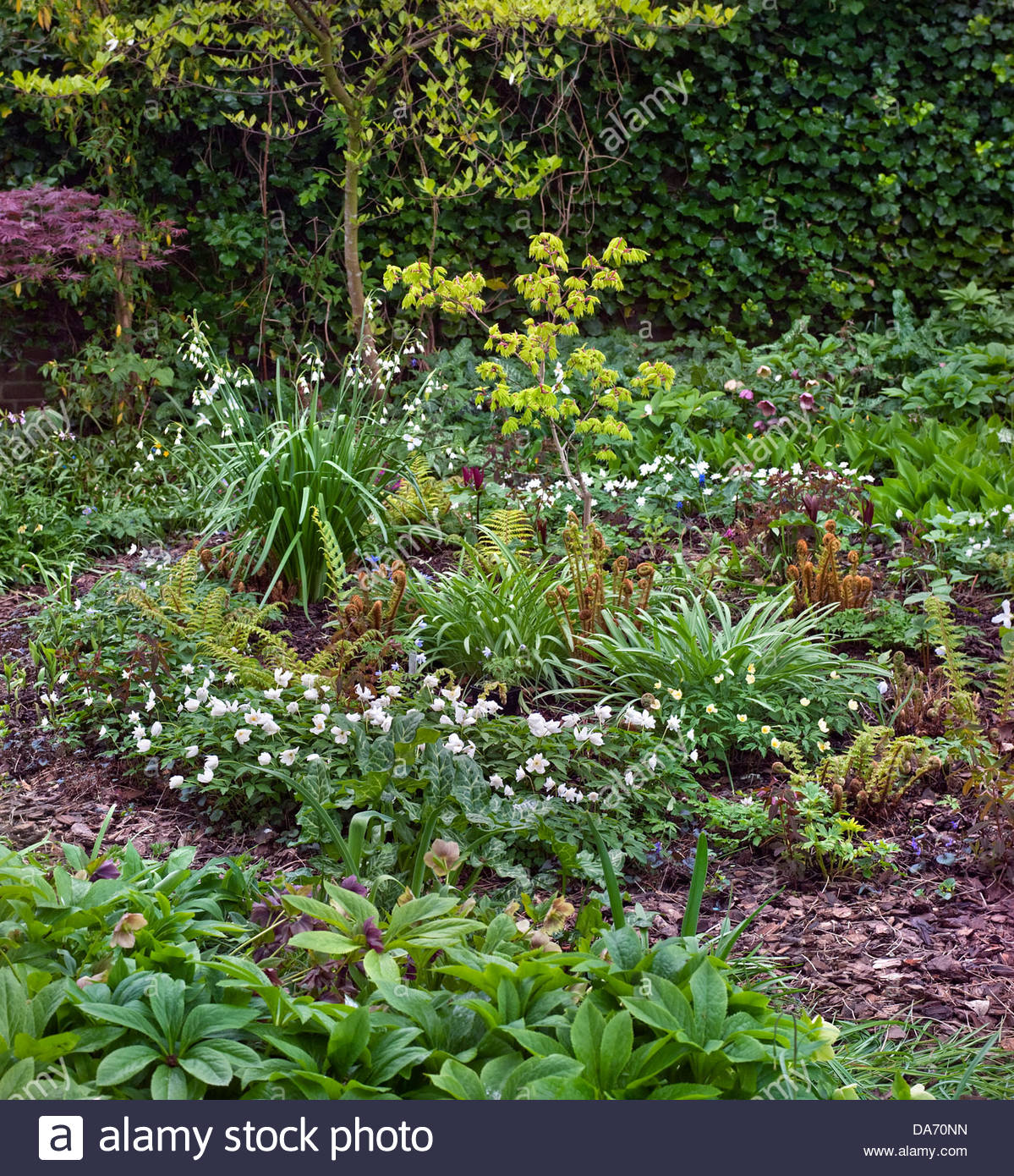 Spring Border Hellebores Stock Photos & Spring Border Hellebores Stock ...