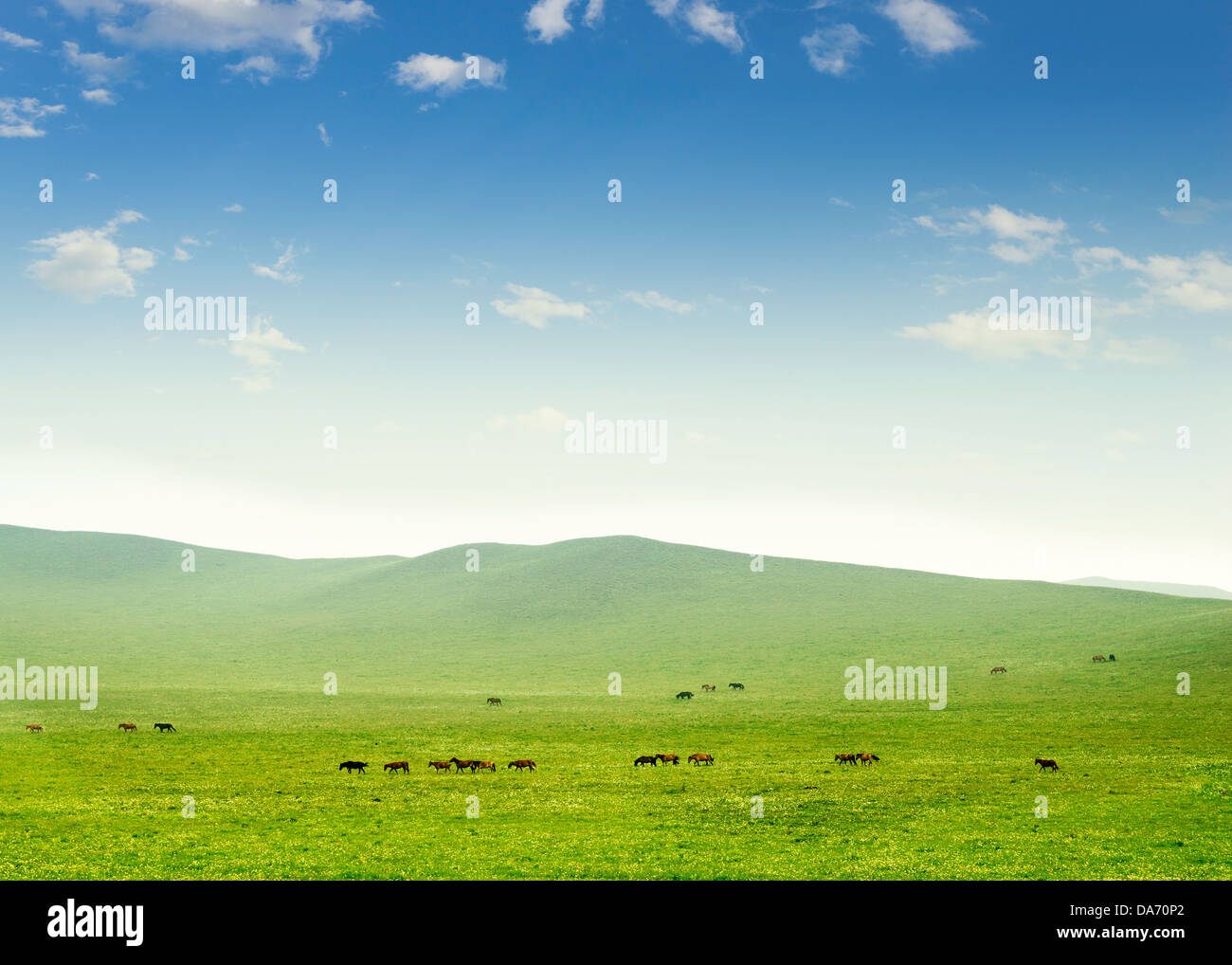 Fresh spring green grass with blue sky and wood floor background Stock Photo