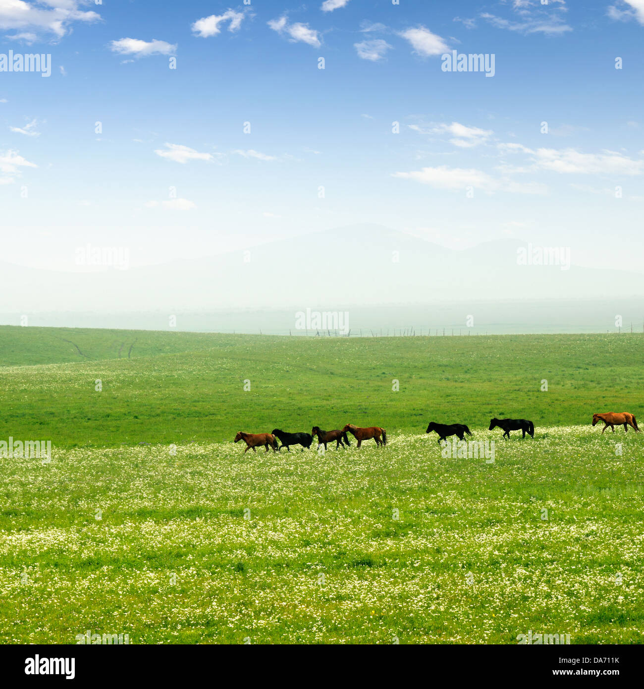 Fresh spring green grass with blue sky and wood floor background Stock ...