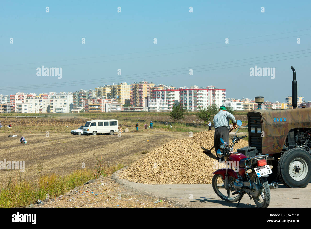Türkei, Provinz Adana, Ceyhan, Erdnussernte Stock Photo