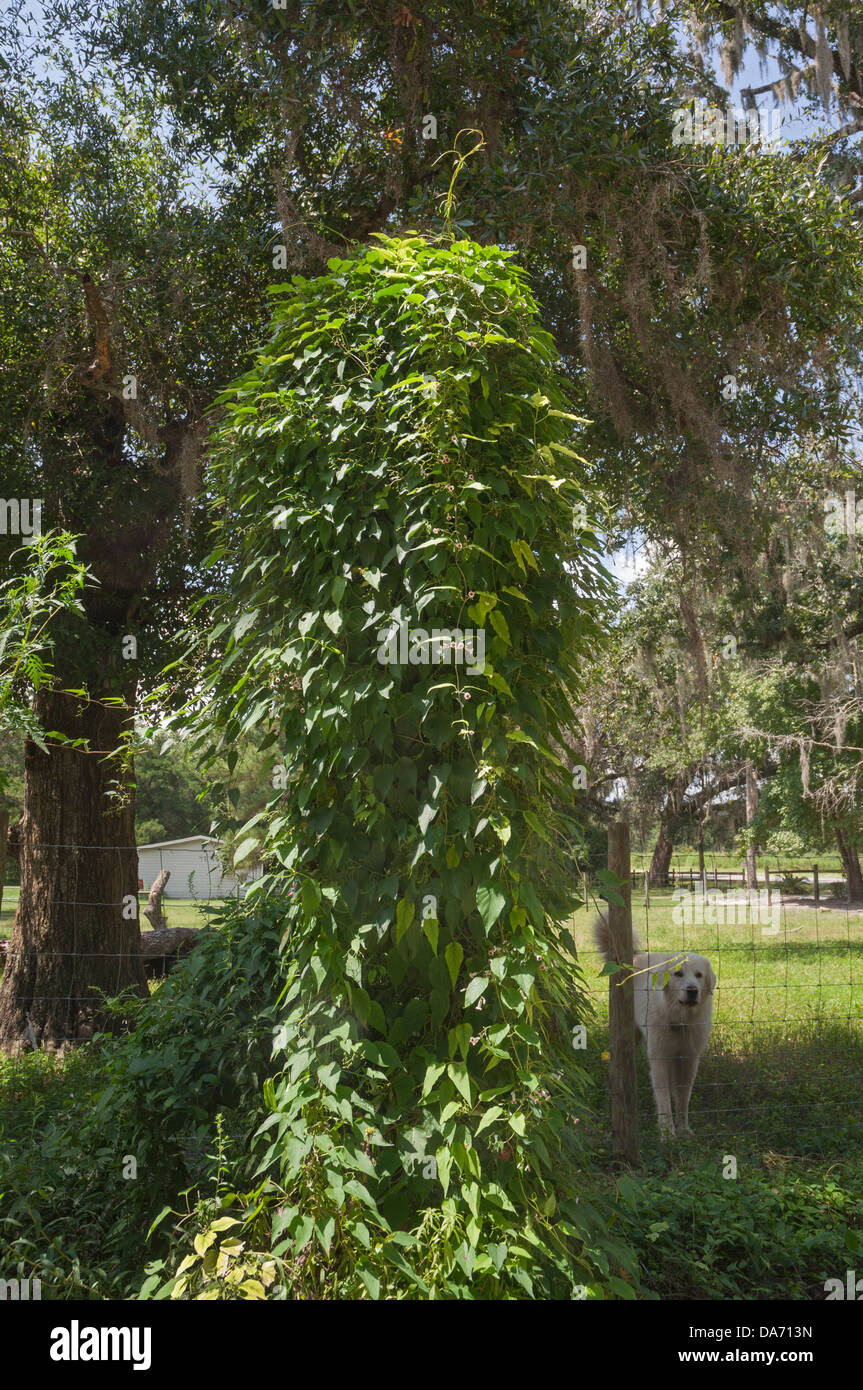 Skunkvine or Paederia foetida is an invasive vine as here in North Florida. Stock Photo