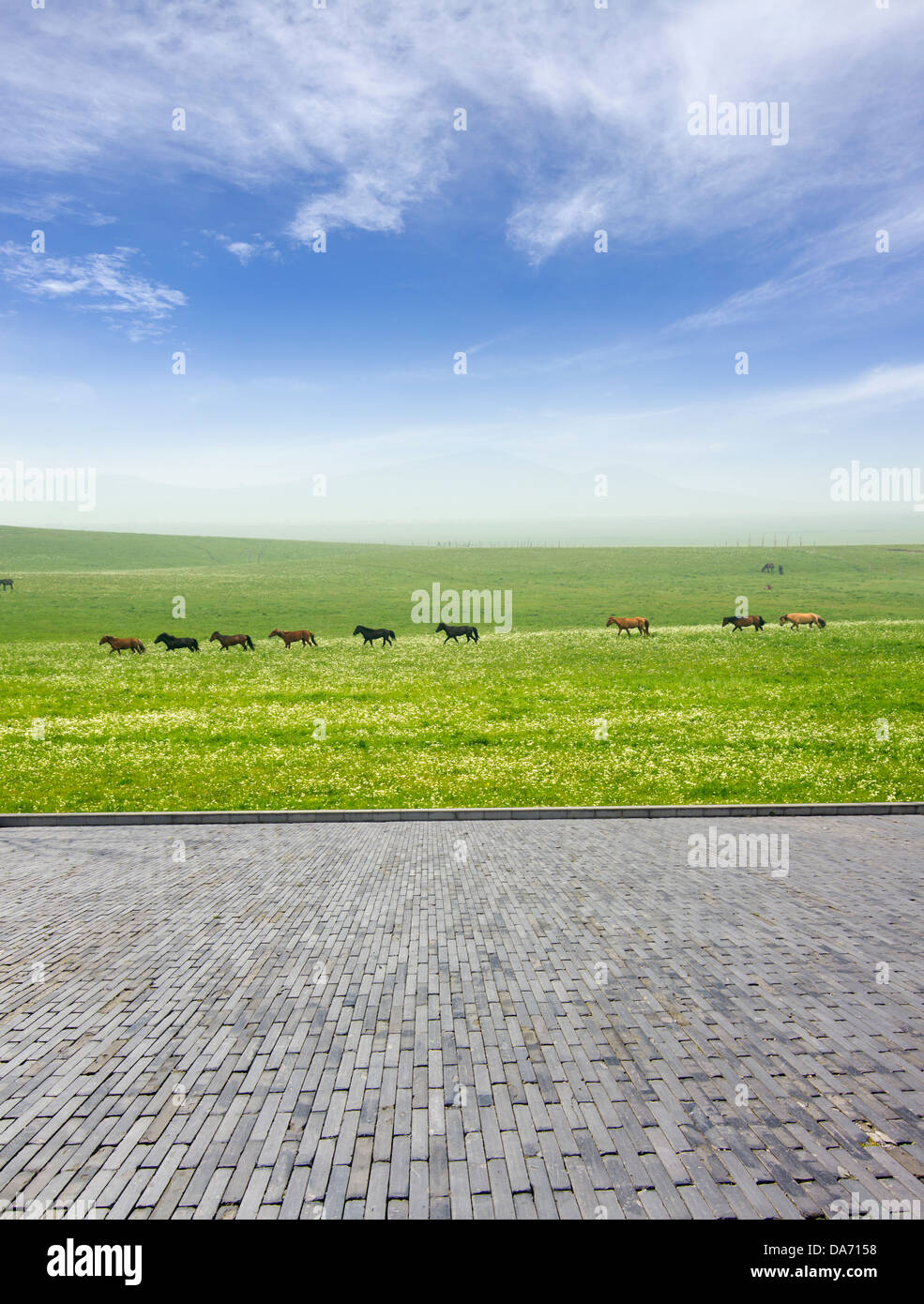 Fresh spring green grass with blue sky and wood floor background Stock Photo