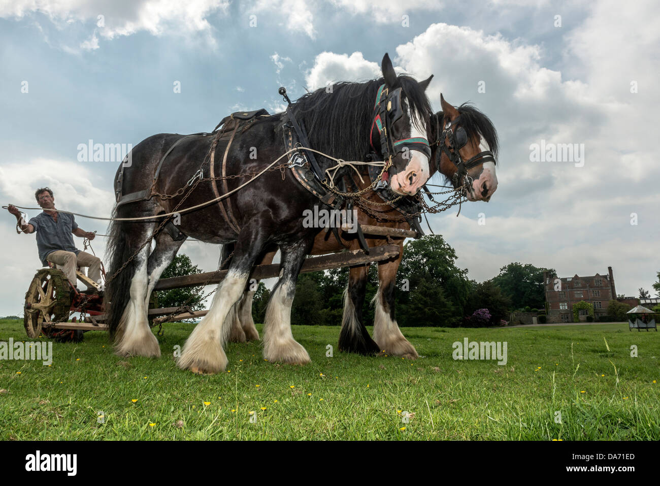 A pair of Heavy Horses working the land with vintage farm machinery at Acton Scott Historic Working Farm. Shropshire Stock Photo