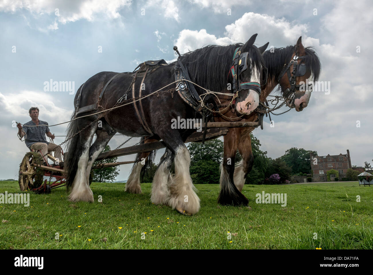 A pair of Heavy Horses working the land with vintage farm machinery at Acton Scott Historic Working Farm. Shropshire Stock Photo