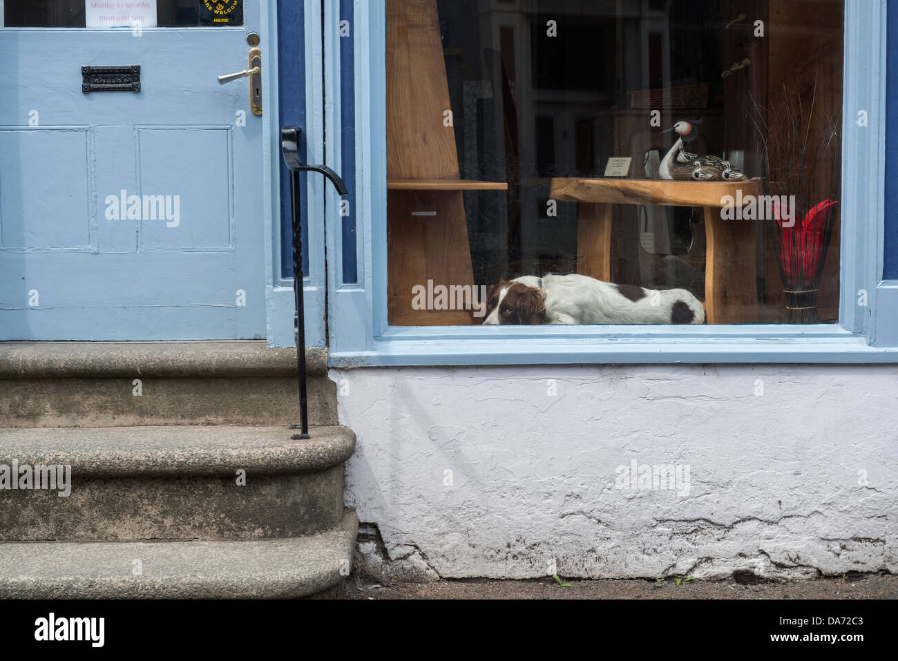 English Springer Spaniel dog inside a shop window, Bishop's Castle, Shropshire Stock Photo