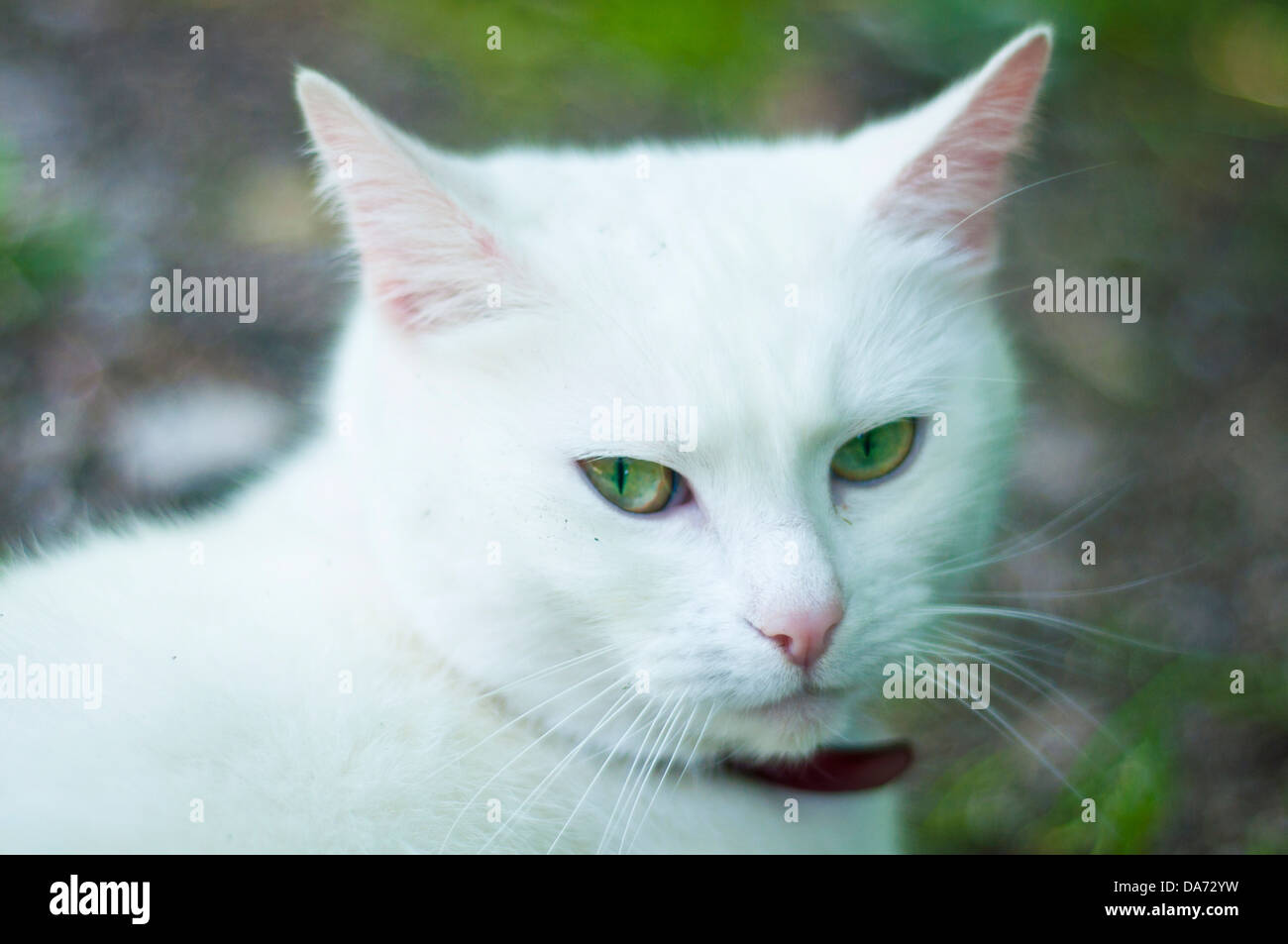Portrait of a beautiful white cat with piercing green eyes Stock Photo