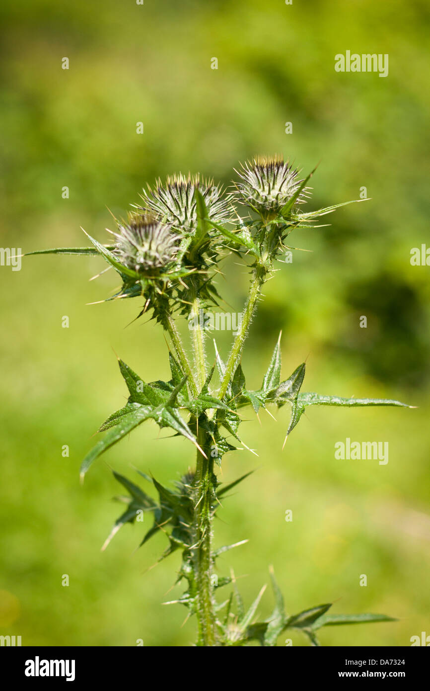 Plants With Spiky Leaves Stock Photos & Plants With Spiky ...