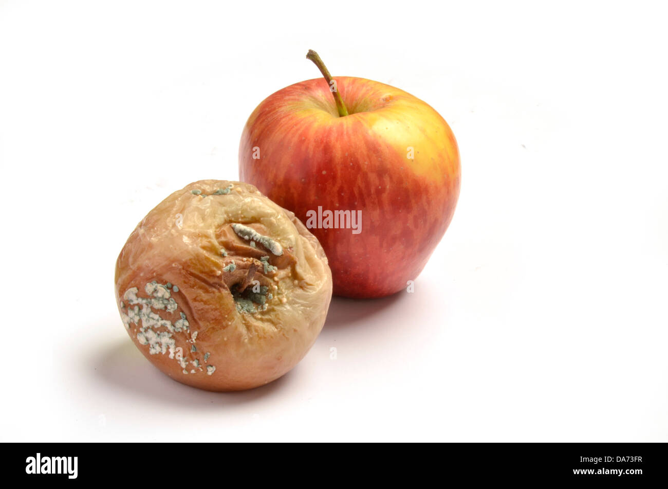 Rotten, moldy apple compared to a healthy apple. Stock Photo