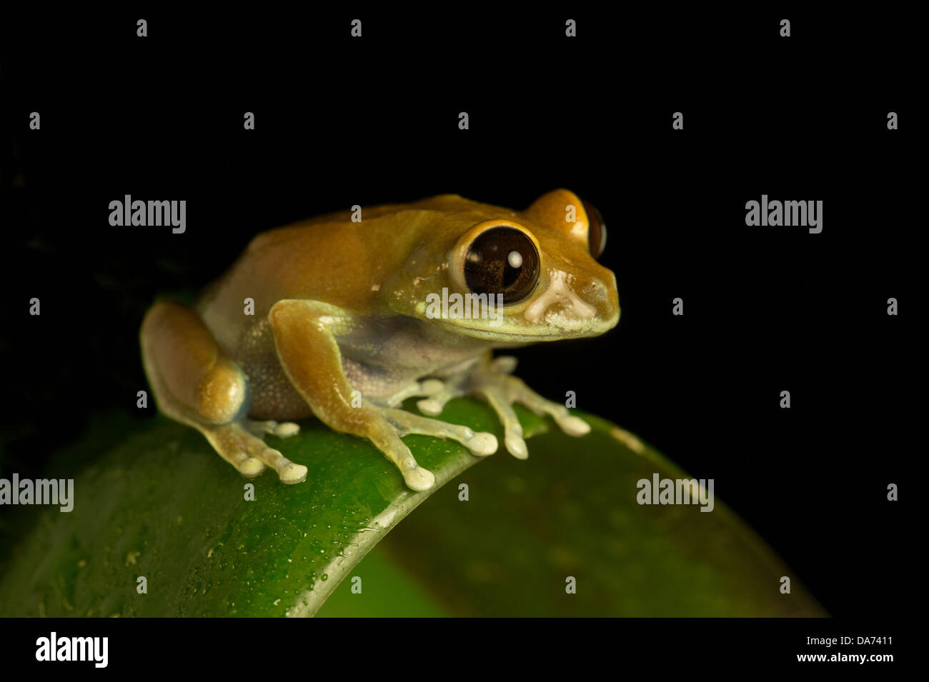 Big Eyed Frog on leaf Stock Photo