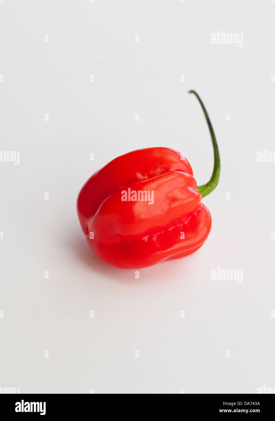 Red Habanero Pepper on white background Stock Photo - Alamy