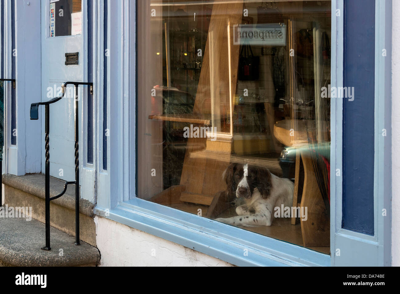English Springer Spaniel dog inside a shop window, Bishop's Castle, Shropshire Stock Photo