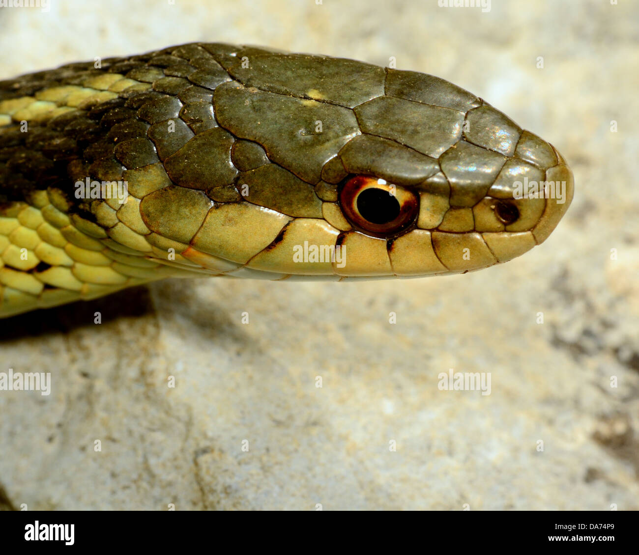 Closeup macro shot of a garter snake head. Stock Photo