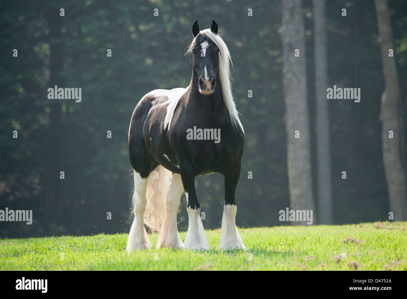 Gypsy Vanner Horse mare Stock Photo