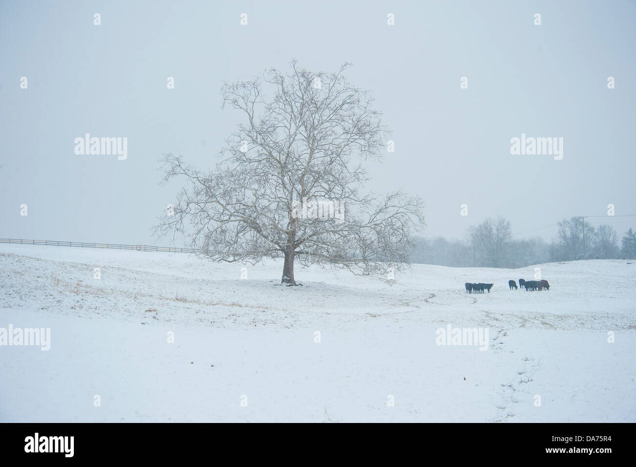 Cattle huddled in snowy pasture Stock Photo