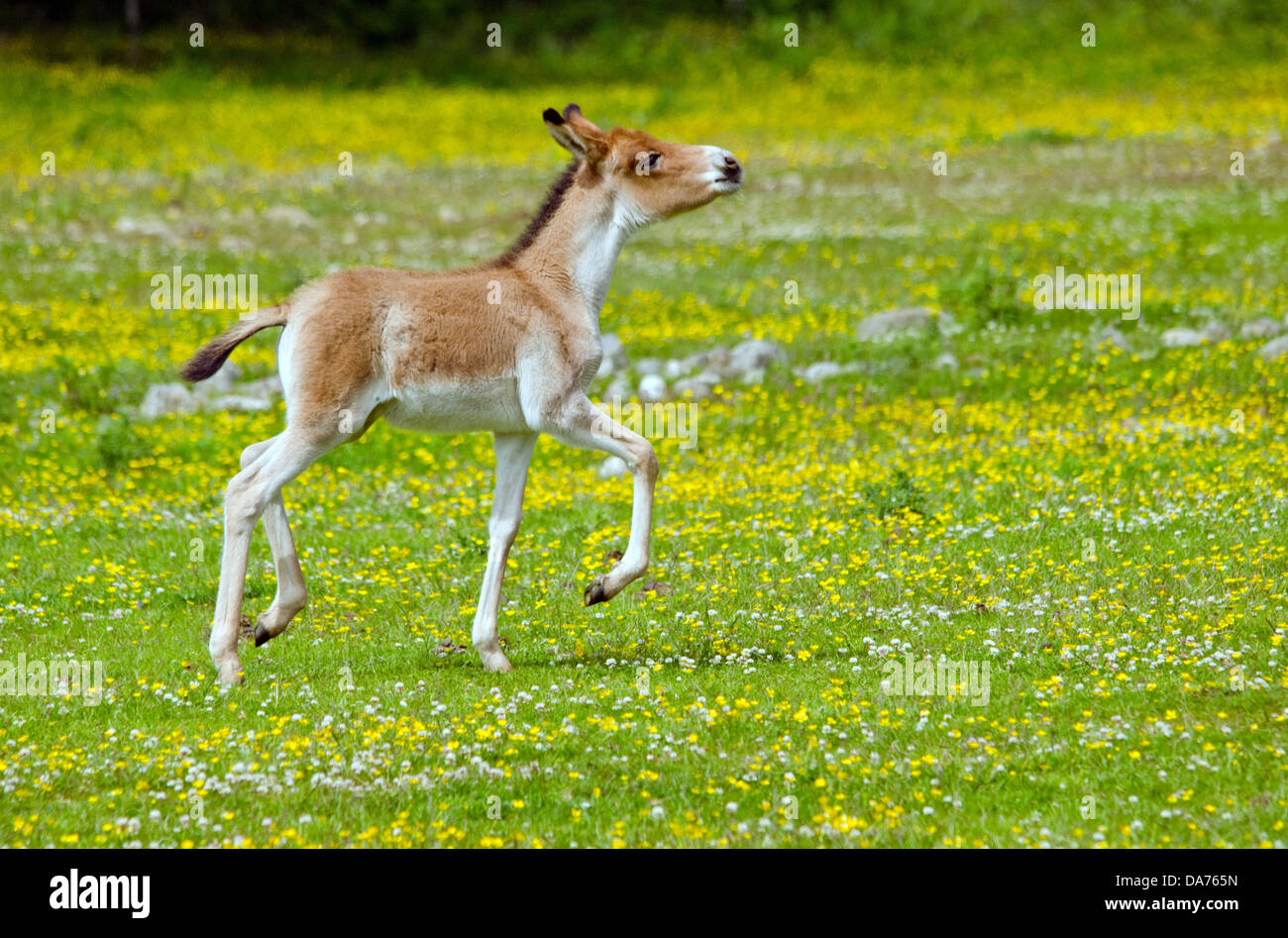 Tibetan wild ass Kiang foal Stock Photo - Alamy