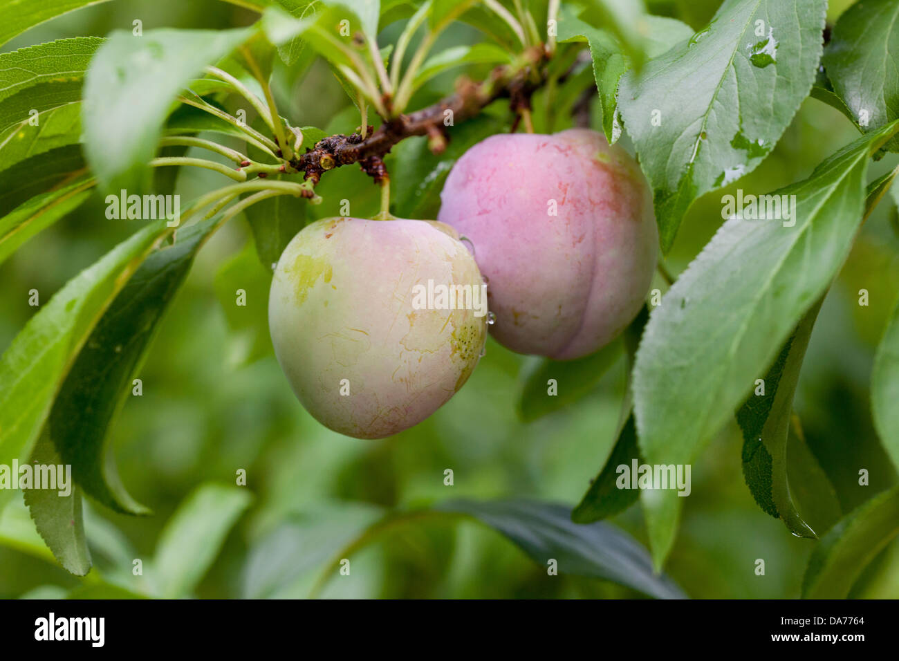 Japanese plums on branch (Prunus salicina) Stock Photo