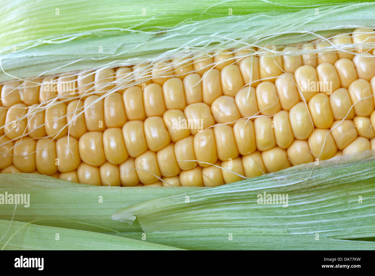 Yellow corn, mature ear, 'Zea mays'. Stock Photo