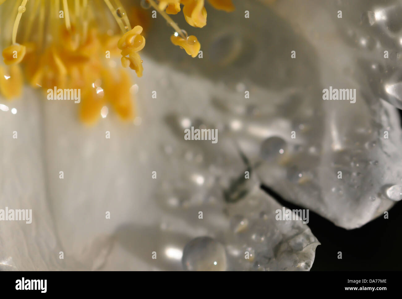 Yellow rose rosa dew drops hi-res stock photography and images - Alamy