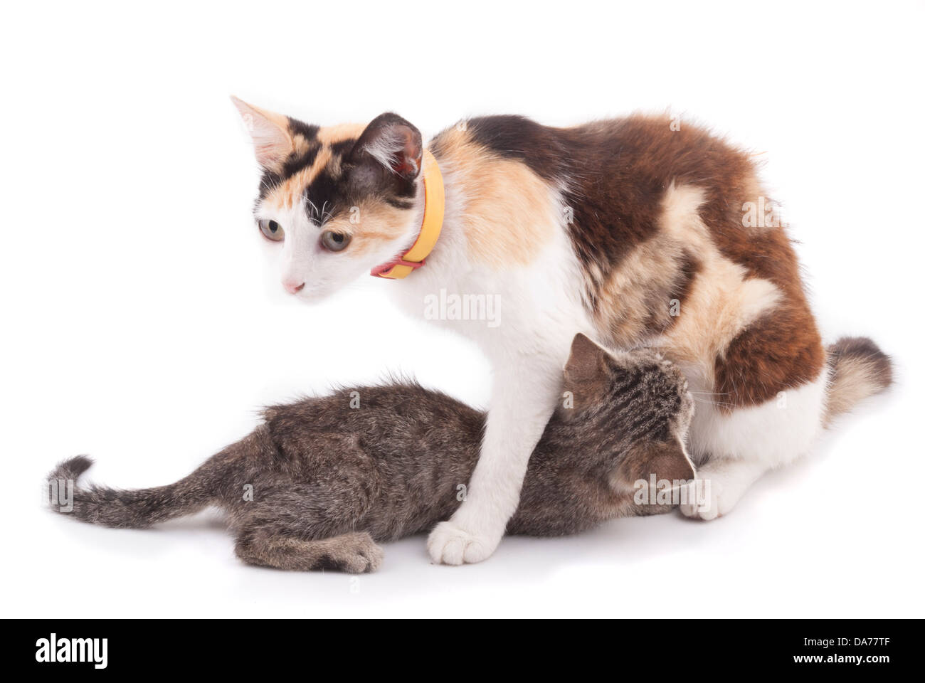 Cat feeding kittens. Stock Photo