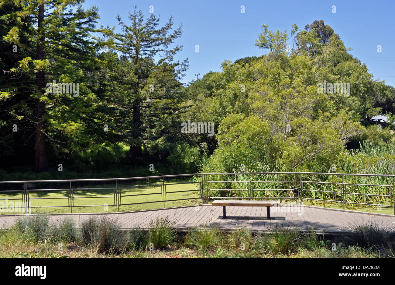 Significant Natural Resource Area habitat, McLaren Park, San Francisco, California, USA Stock Photo