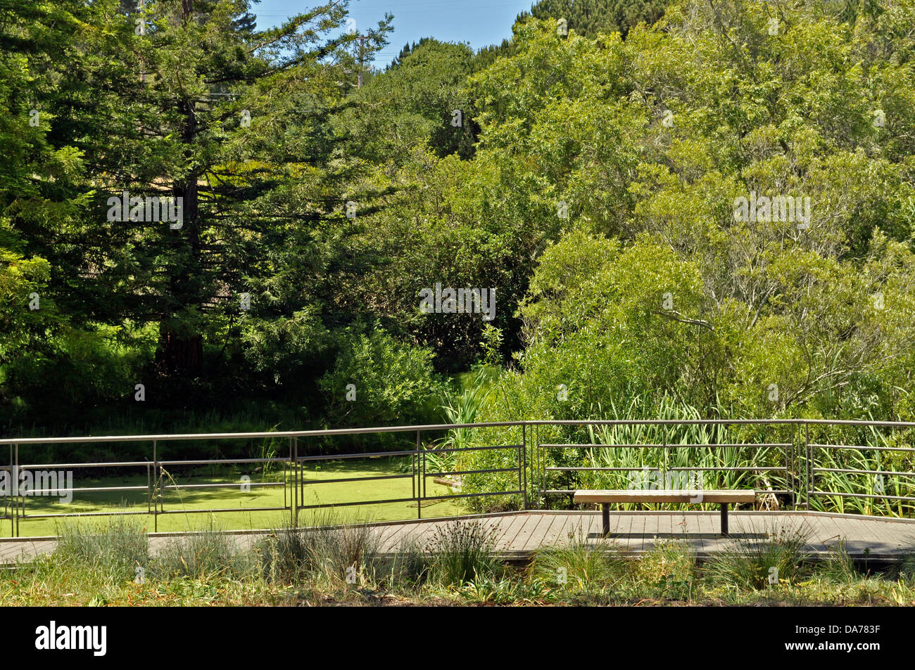 Significant Natural Resource Area habitat, McLaren Park, San Francisco, California, USA Stock Photo