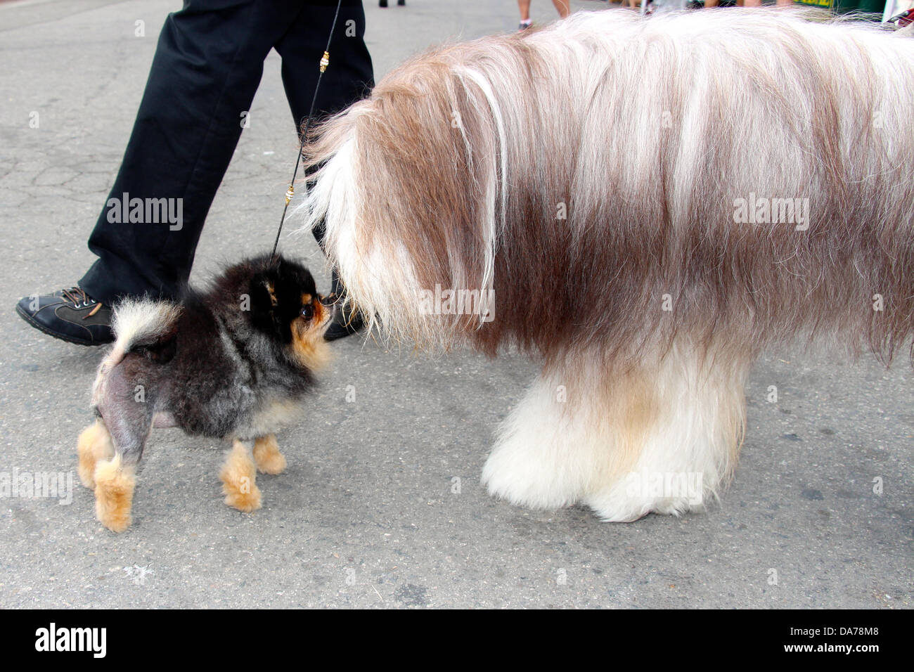 Yoko, a small Pomeranian, is four years old meets Trip a large Bearded Collie. Stock Photo