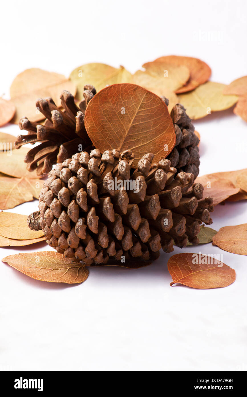 Pine cones and dried leaves on white background Stock Photo